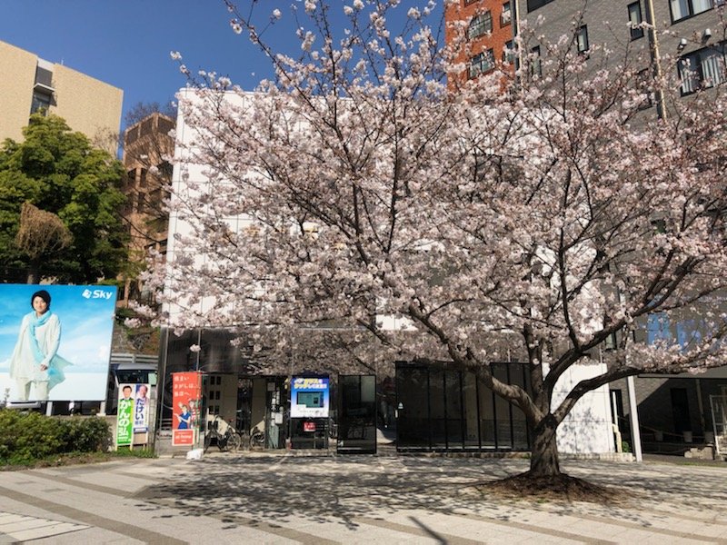 桜　正面外観